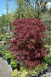Red Dragon Japanese Maple (Acer palmatum 'Red Dragon') at Stonegate Gardens