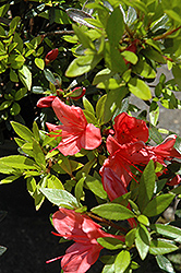 Flame Creeper Azalea (Rhododendron 'Flame Creeper') at A Very Successful Garden Center