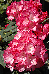 Fantastica Rhododendron (Rhododendron 'Fantastica') at A Very Successful Garden Center