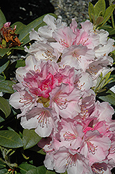 Yaku Angel Rhododendron (Rhododendron yakushimanum 'Yaku Angel') at Lakeshore Garden Centres