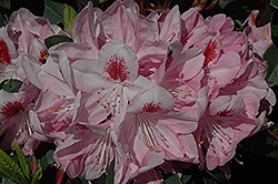 Mrs. Furnival Rhododendron (Rhododendron 'Mrs. Furnival') at Lakeshore Garden Centres