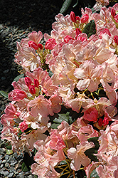 Percy Wiseman Rhododendron (Rhododendron 'Percy Wiseman') at A Very Successful Garden Center