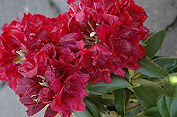 Double Besse Rhododendron (Rhododendron 'Double Besse') at A Very Successful Garden Center
