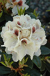 Vanilla Spice Rhododendron (Rhododendron 'Vanilla Spice') at Stonegate Gardens