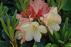Seaview Sunset Rhododendron (Rhododendron 'Seaview Sunset') at Lakeshore Garden Centres