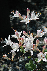 Snowbird Azalea (Rhododendron 'Snowbird') at A Very Successful Garden Center