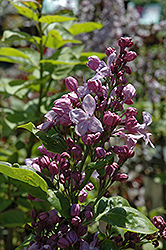 Lavender Lady Lilac (Syringa vulgaris 'Lavender Lady') at Stonegate Gardens