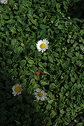 Miniature Mat Daisy (Bellium minutum) at A Very Successful Garden Center