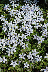 Blue Star Creeper (Pratia pedunculata) at A Very Successful Garden Center