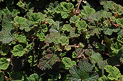 Emerald Carpet Raspberry (Rubus calycinoides 'Emerald Carpet') at A Very Successful Garden Center