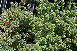 Corsican Stonecrop (Sedum dasyphyllum 'var. major') at Stonegate Gardens