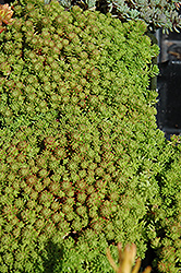 Mossy Stonecrop (Sedum lydium) at A Very Successful Garden Center