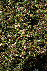 Variegated Broadleaf Thyme (Thymus pulegioides 'Foxley') at Stonegate Gardens