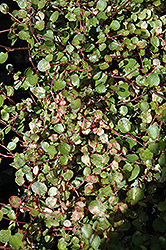 Tricolor Wire Vine (Muehlenbeckia axillaris 'Tricolor') at Stonegate Gardens