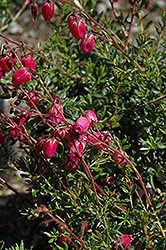 Waley's Red Irish Heath (Daboecia cantabrica 'Waley's Red') at Lakeshore Garden Centres