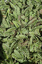 Brass Buttons (Leptinella squalida) at A Very Successful Garden Center
