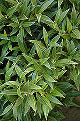 Fragrant Valley Sweet Box (Sarcococca hookeriana 'Sarsid 1') at A Very Successful Garden Center