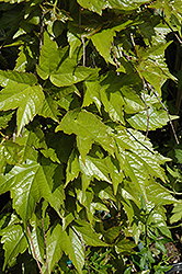 Golden Showers Boston Ivy (Parthenocissus tricuspidata 'Golden Showers') at Stonegate Gardens