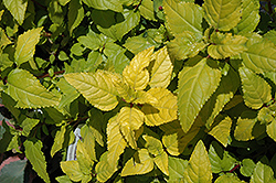 Sunshine Cape Fuchsia (Phygelius 'Sunshine') at Stonegate Gardens