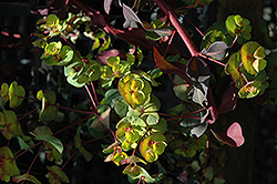 Ruby Glow Wood Spurge (Euphorbia amygdaloides 'Waleuphglo') at Lakeshore Garden Centres
