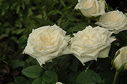 Kordana White Rose (Rosa 'Kordana White') at A Very Successful Garden Center