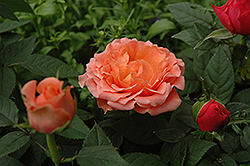 Kordana Salmon Rose (Rosa 'Kordana Salmon') at A Very Successful Garden Center
