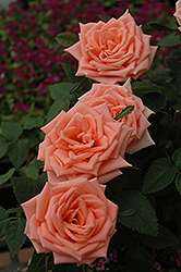 Kordana Pink Rose (Rosa 'Kordana Pink') at Stonegate Gardens