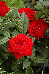 Kordana Red Rose (Rosa 'Kordana Red') at Stonegate Gardens