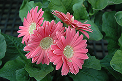 Pink Gerbera Daisy (Gerbera 'Pink') at A Very Successful Garden Center