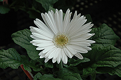 White Gerbera Daisy (Gerbera 'White') at The Mustard Seed