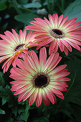 Pink and Yellow Gerbera Daisy (Gerbera 'Pink and Yellow') at A Very Successful Garden Center