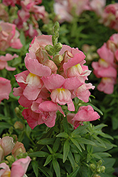 Snapshot Pink Snapdragon (Antirrhinum majus 'PAS409640') at A Very Successful Garden Center