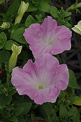 Madness Lavender Glow Petunia (Petunia 'Madness Lavender Glow') at A Very Successful Garden Center