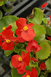Prelude Scarlet Begonia (Begonia 'Prelude Scarlet') at A Very Successful Garden Center