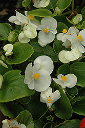 Prelude White Begonia (Begonia 'Prelude White') at Lakeshore Garden Centres