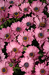 Astra Pink African Daisy (Osteospermum 'Astra Pink') at Lakeshore Garden Centres