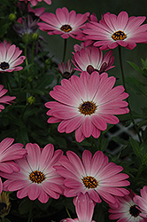 Summertime Pink Charme African Daisy (Osteospermum 'Summertime Pink Charme') at Lakeshore Garden Centres