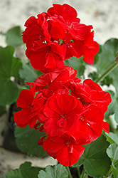 Maestro Bright Red Geranium (Pelargonium 'Maestro Bright Red') at Lakeshore Garden Centres