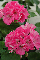 Maestro Pink Geranium (Pelargonium 'Maestro Pink') at A Very Successful Garden Center