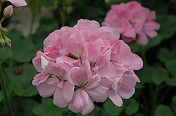 Patriot Soft Pink Geranium (Pelargonium 'Patriot Soft Pink') at A Very Successful Garden Center