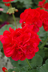 Maestro Rich Red Geranium (Pelargonium 'Maestro Rich Red') at A Very Successful Garden Center