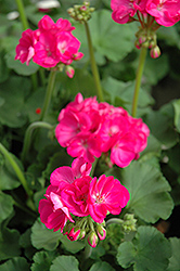 Patriot Rose Pink Geranium (Pelargonium 'Patriot Rose Pink') at A Very Successful Garden Center