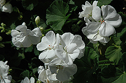 Maestro White Geranium (Pelargonium 'Maestro White') at A Very Successful Garden Center