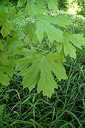 Big Leaf Maple (Acer macrophyllum) at A Very Successful Garden Center