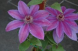 Vancouver Starry Nights Clematis (Clematis 'Vancouver Starry Nights') at Lakeshore Garden Centres