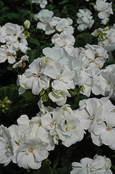 Tango White Geranium (Pelargonium 'Tango White') at A Very Successful Garden Center