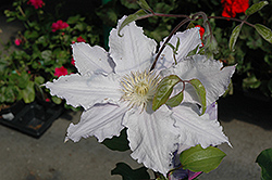 Vancouver Morning Mist Clematis (Clematis 'Vancouver Morning Mist') at Stonegate Gardens