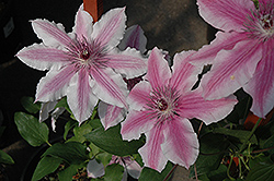 Carnaby Clematis (Clematis 'Carnaby') at Stonegate Gardens
