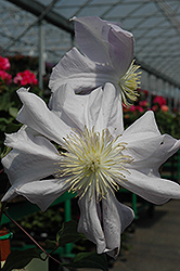 Louise Rowe Clematis (Clematis 'Louise Rowe') at Lakeshore Garden Centres