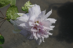Belle of Woking Clematis (Clematis 'Belle of Woking') at Lakeshore Garden Centres